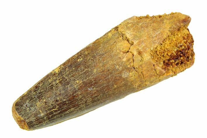 Real Fossil Spinosaurus Tooth - Feeding Worn Tip #346766